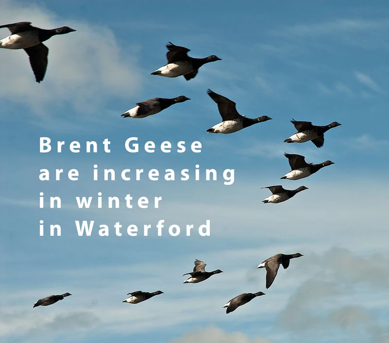 brent geese